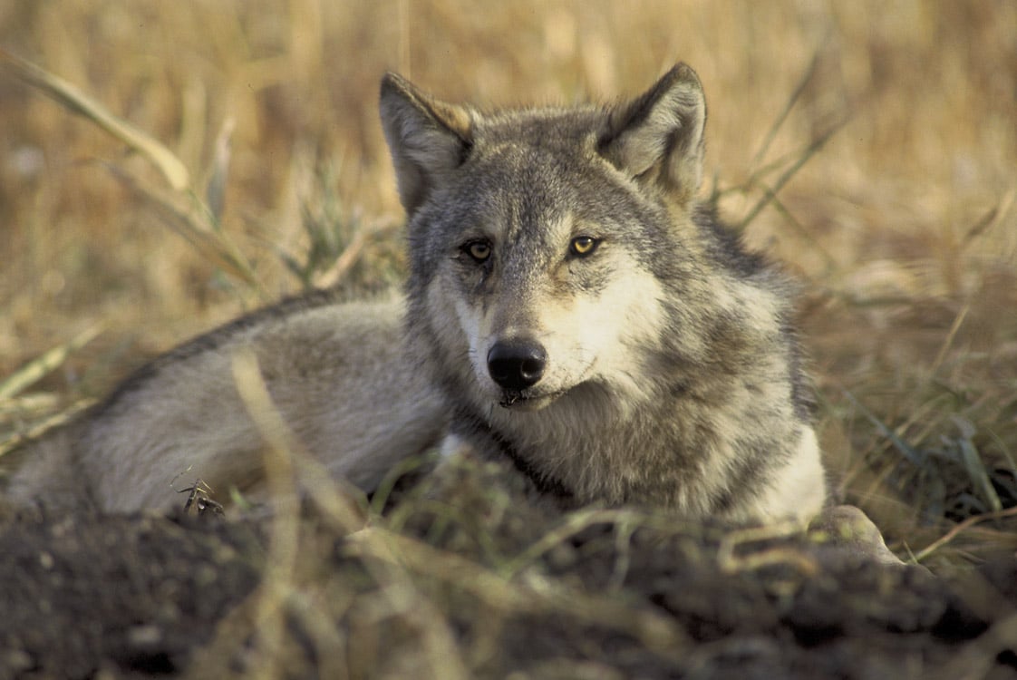 Endangered_gray_wolf_(Canis_lupus)