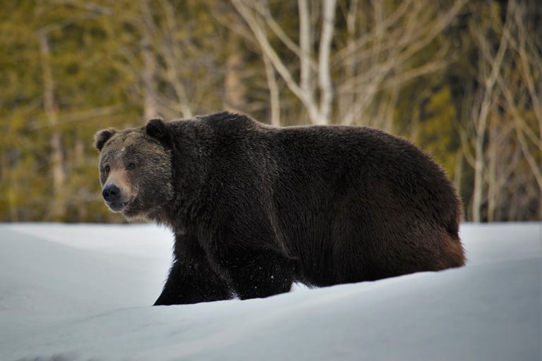 Grizzly_bear_in_snow_at_Grand_Teton_National_Park