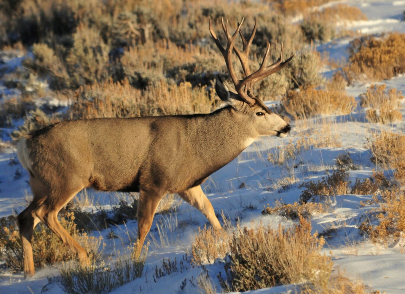 Wyoming_Mule_Deer_(15796600906)