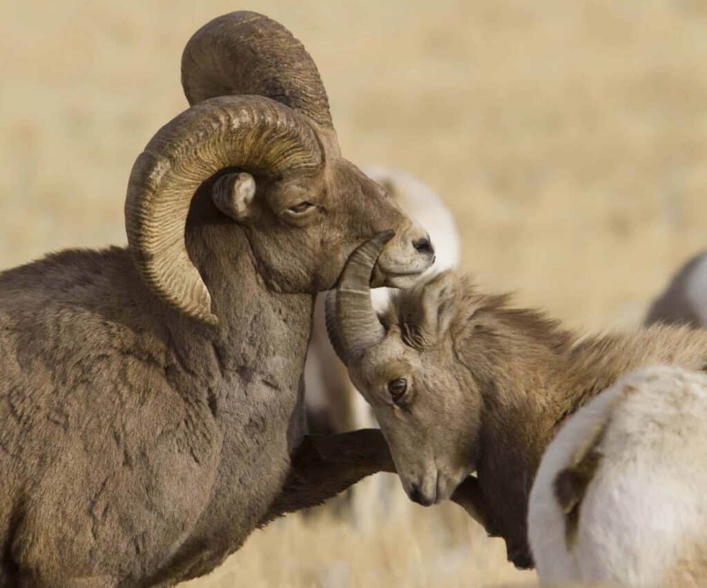 bighornsheep