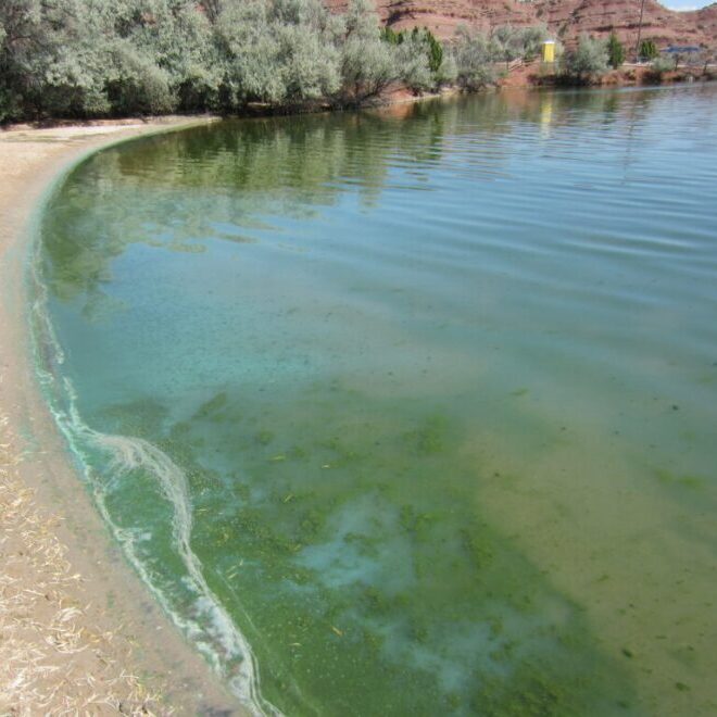 Algal Blooms