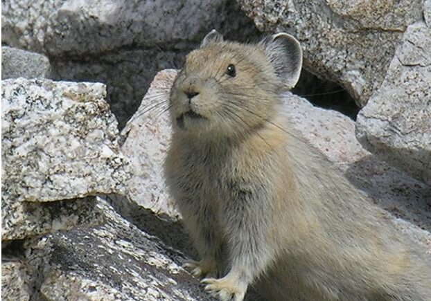 American_Pika_(Ochotona_princeps)_USDA