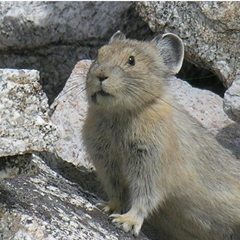 American_Pika_(Ochotona_princeps)_USDA