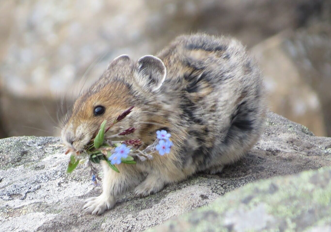 American_pika_(ochotona_princeps)_with_a_mouthful_of_flowers