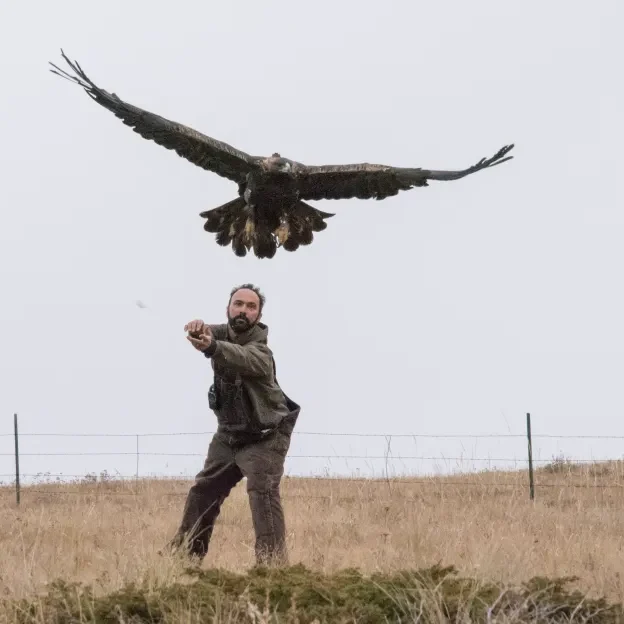 Bedrosian-Golden-Eagle-release-Teton-Raptor-Center