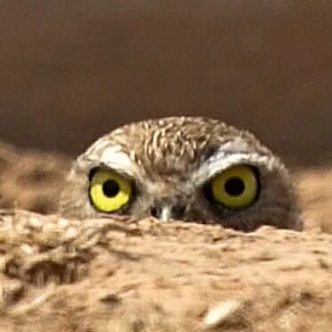 Burrowing Owls