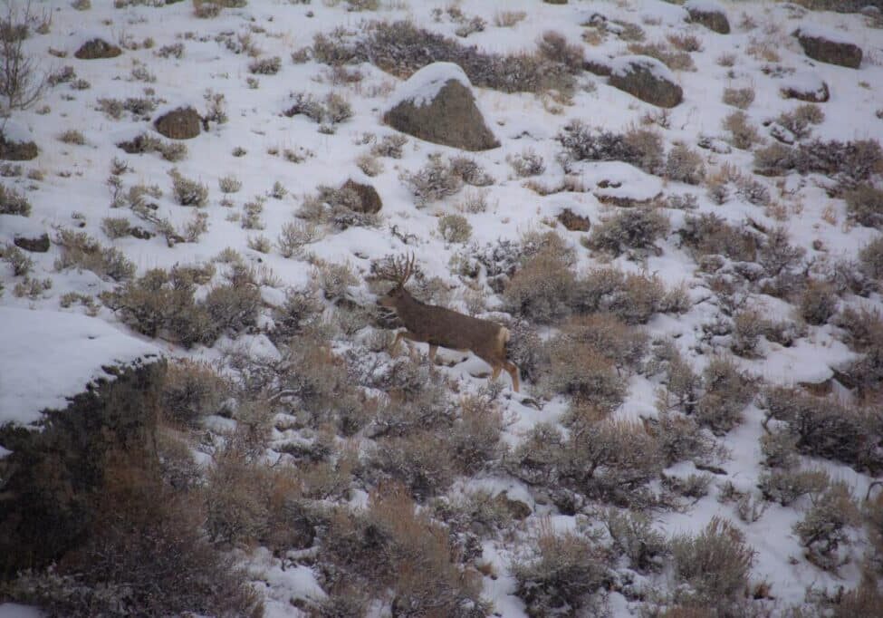 Big Sandy Mule Deer Winter