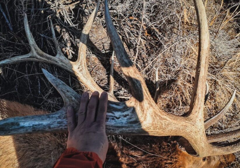 Franks_Bull and HIs Hand