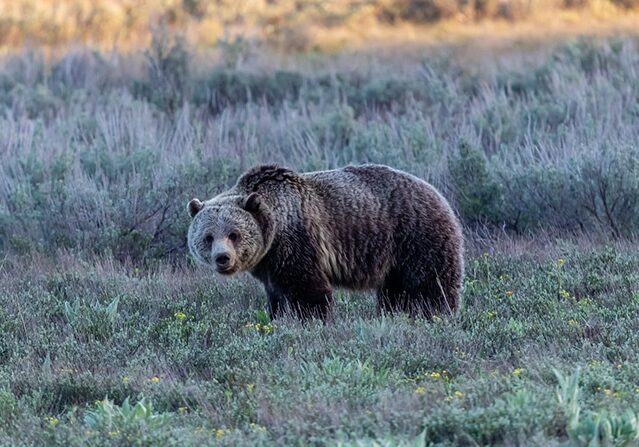 Grizzly_Web_Flickr