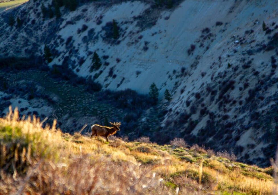 Bull Elk Rock Springs RMP Area