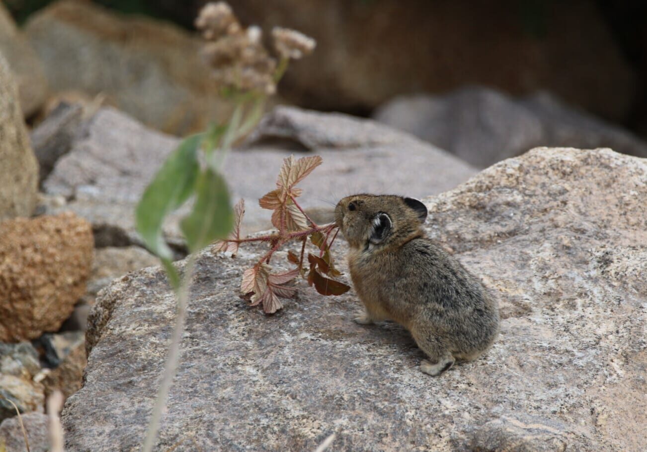 Ochotona_princeps_(29609360990)