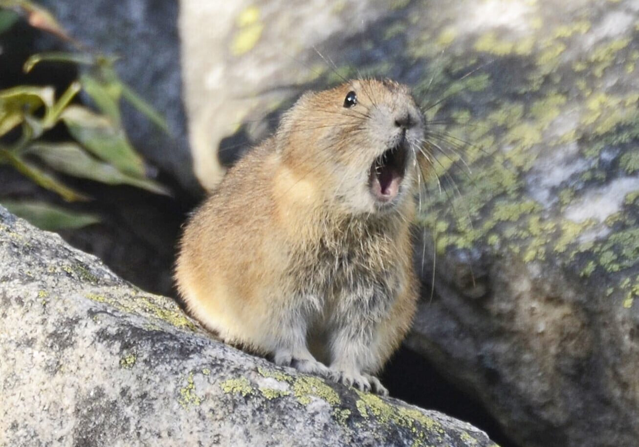 Pika_(Ochotona_princeps)_DSC9195vv