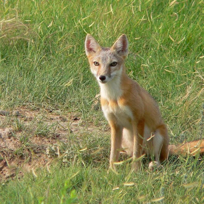 Swift Foxes