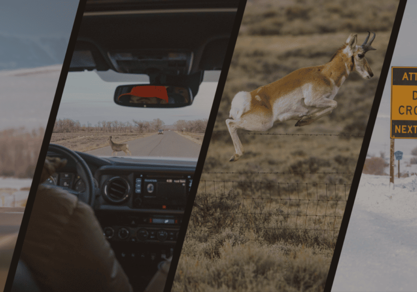 Wildlife Crossings Header Image