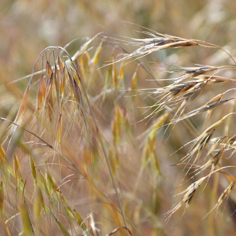 cheatgrass