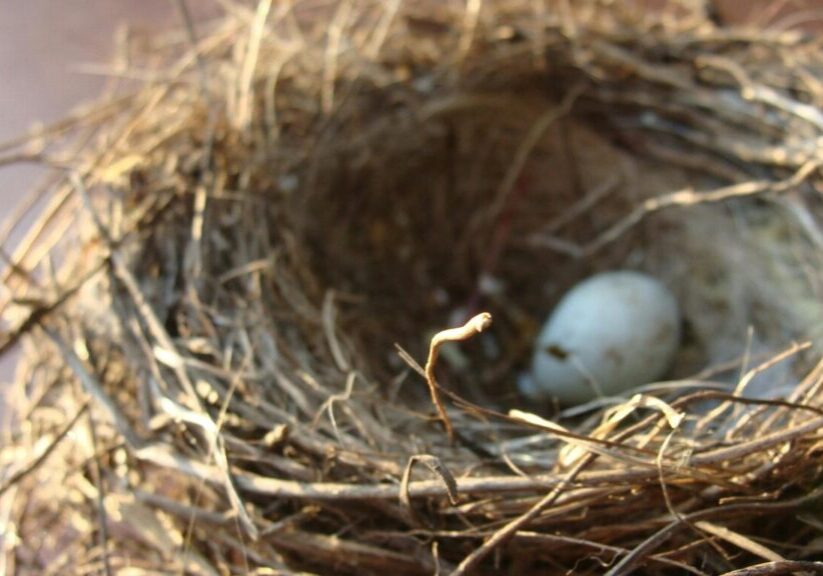 pexels-nastia-17901-88121