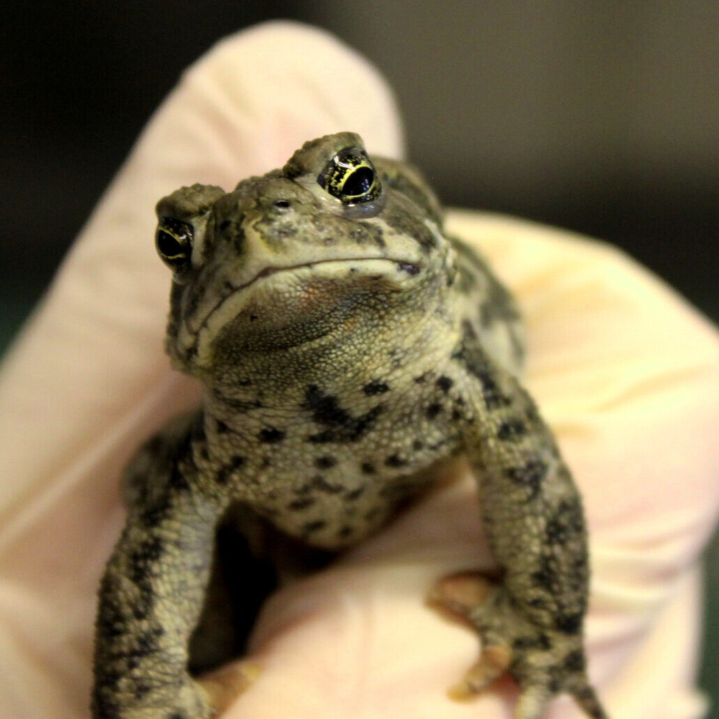 wyoming-toad-close-up-ryan-moehring-usfws_0